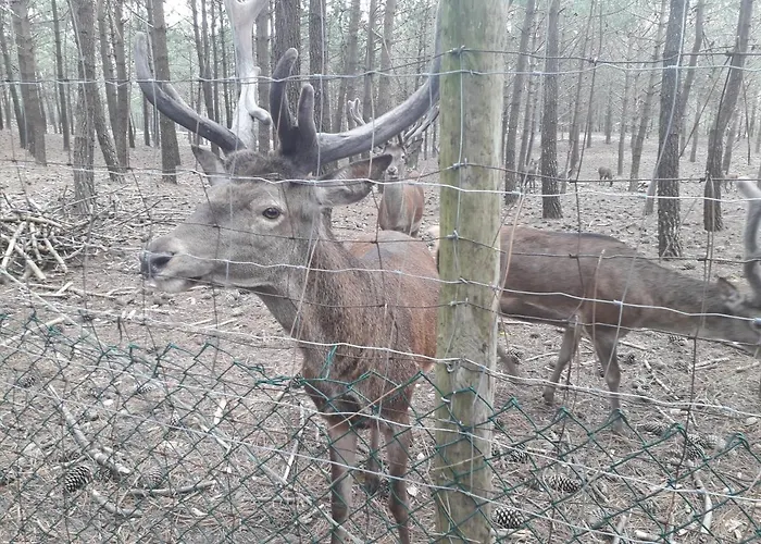 Aconchego Local Apartman Nazaré